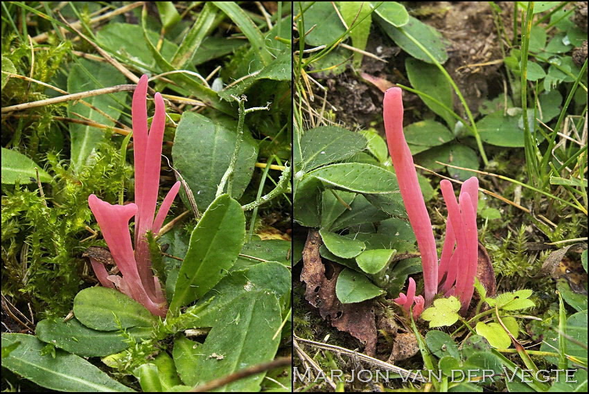 Rozerode knotszwam - Clavaria rosea